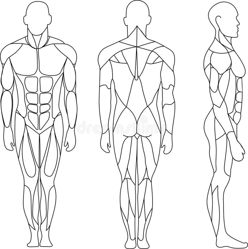 Human Body Outline Stock Illustrations 64 222 Human Body Outline 