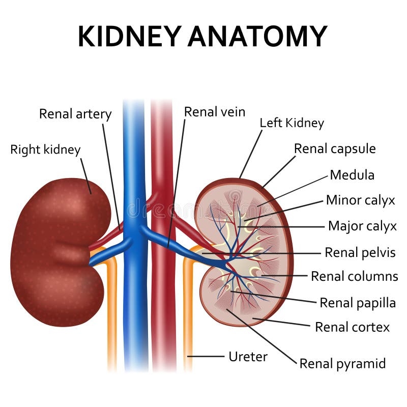 Human Kidney Diagram Stock Illustrations 5 629 Human Kidney Diagram Stock Illustrations Vectors U0026 Clipart Dreamstime
