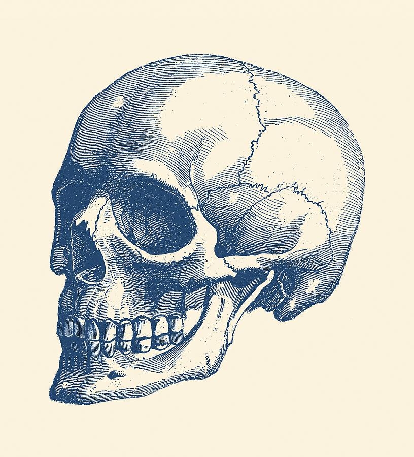 human skull drawing