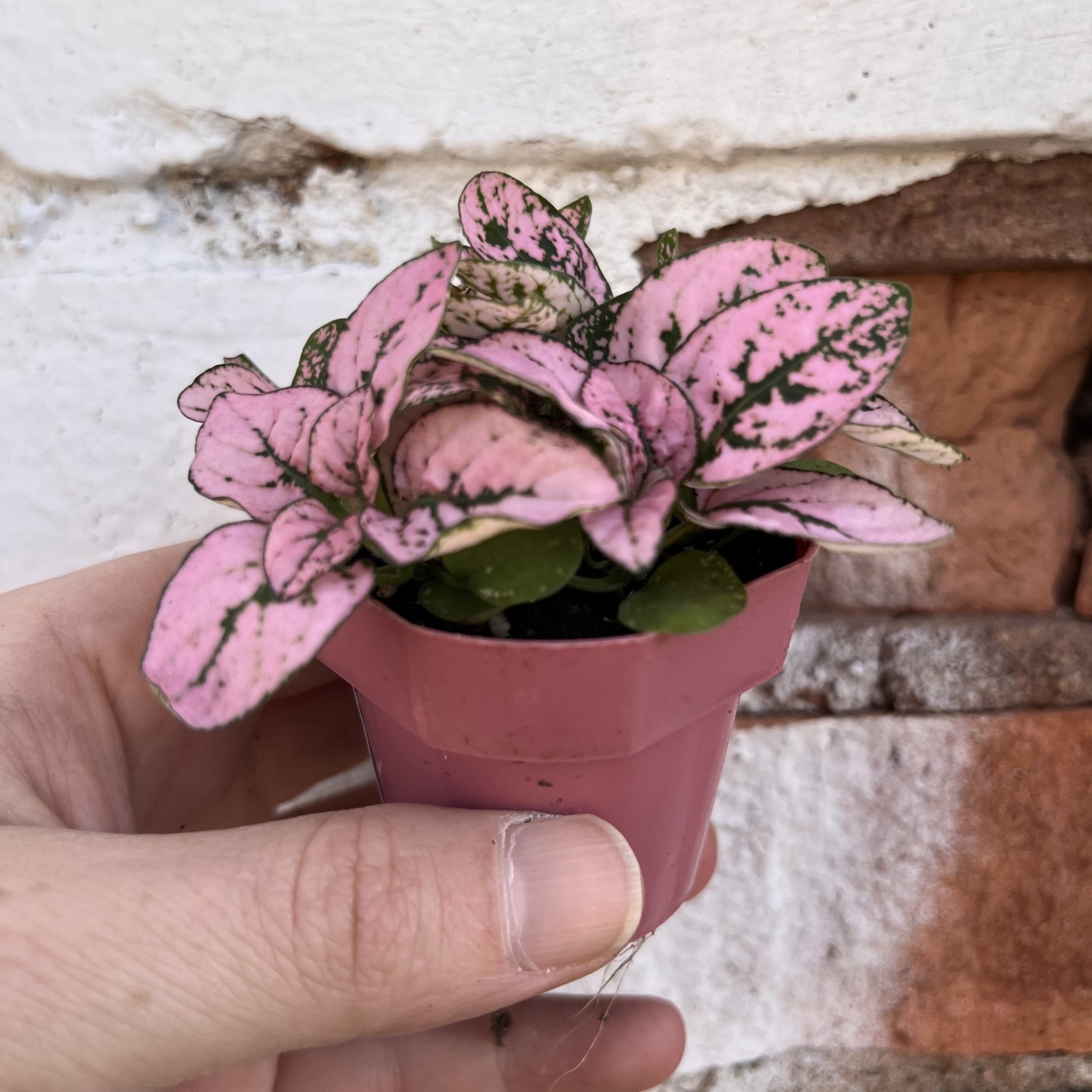 Hypoestes Splash Polka Dot Plant 2 Inch Jungle House