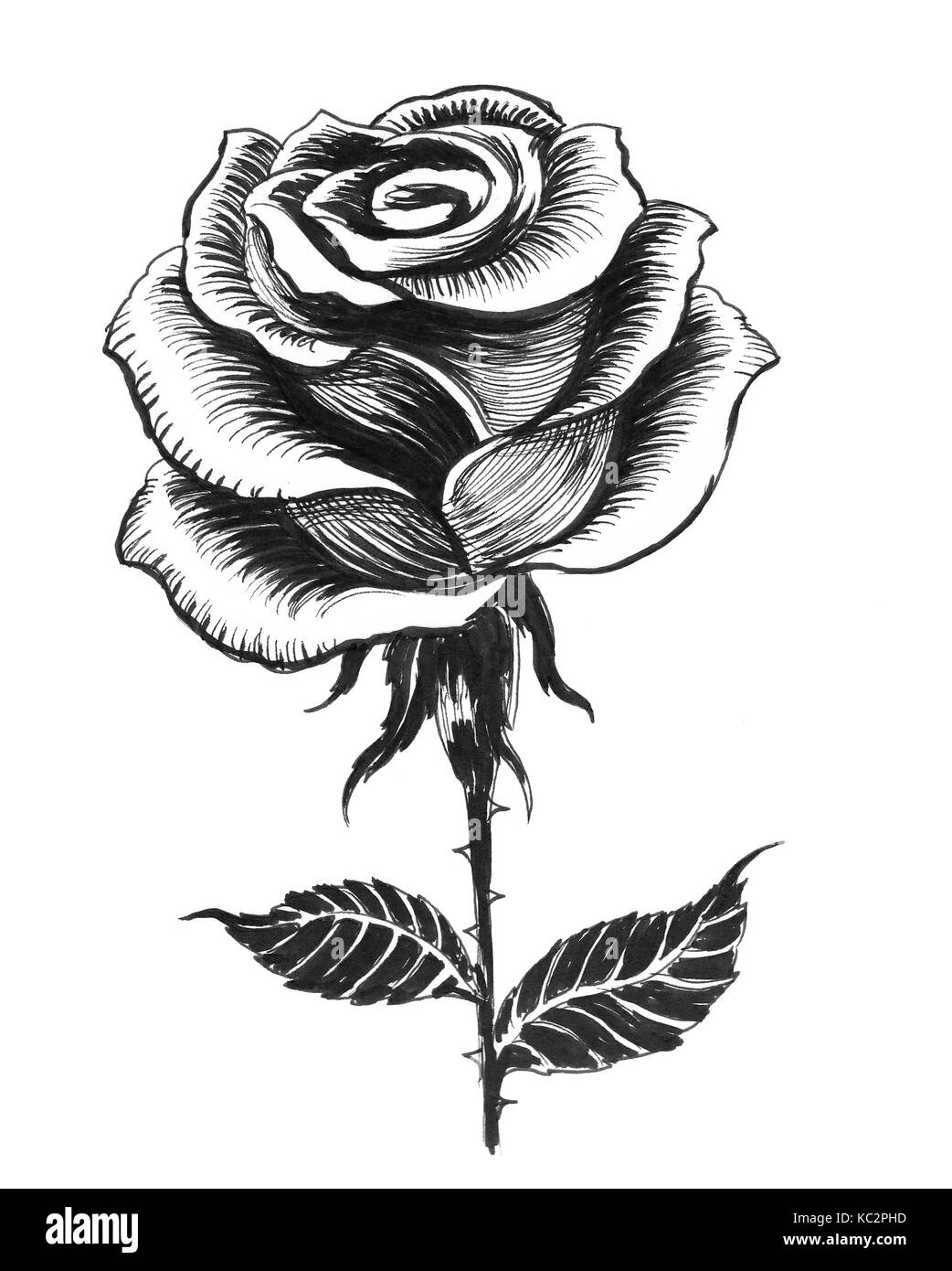 Ink Black And White Drawing Of A Single White Rose Stock Photo Alamy