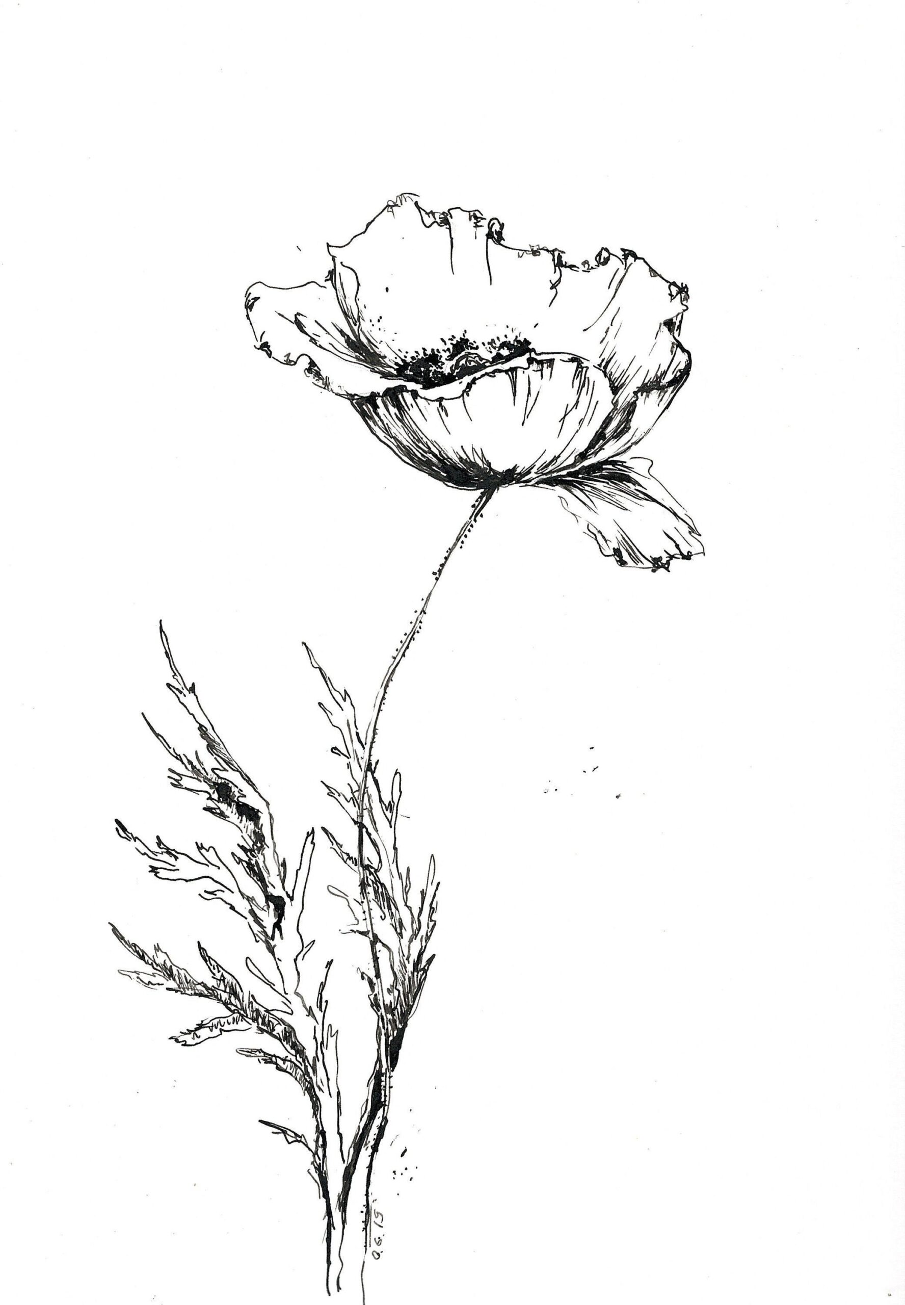Ink Sketch Of Poppy Flower Art Work Ink Sketchart Poppy Sketch Hand Drawn Ink Art Flowers Drawings Black And White Floral Decor Art Etsy