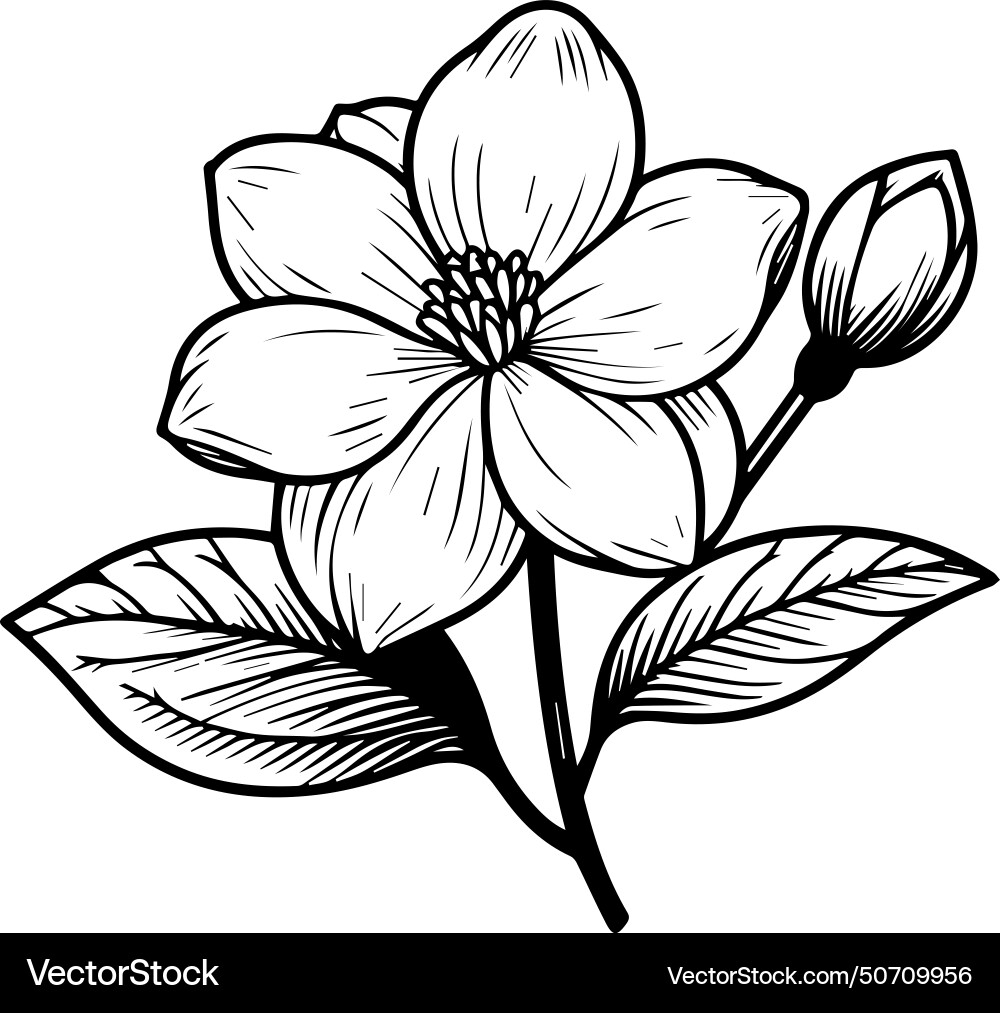 Jasmine Flower Outline Tattoo Royalty Free Vector Image