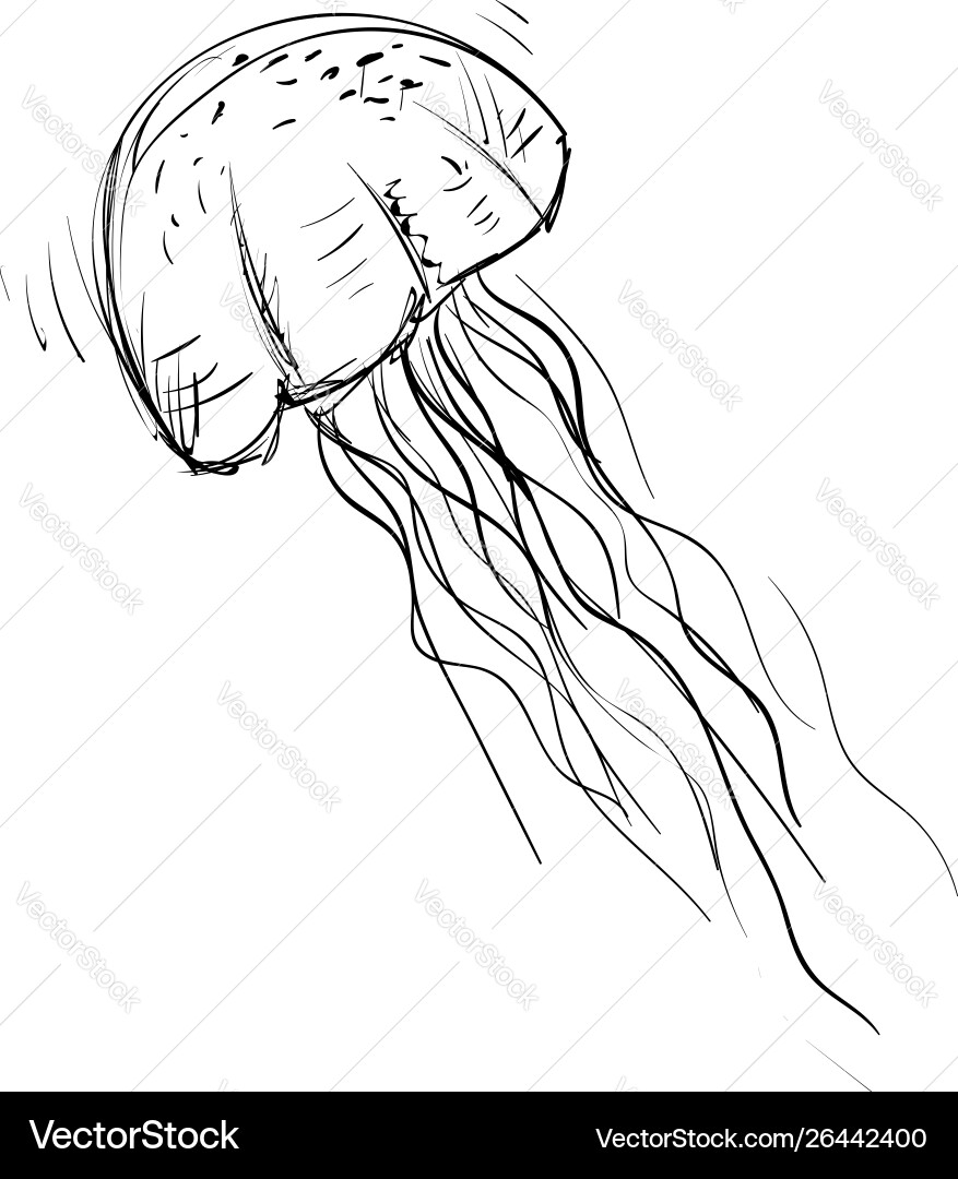 jellyfish drawings