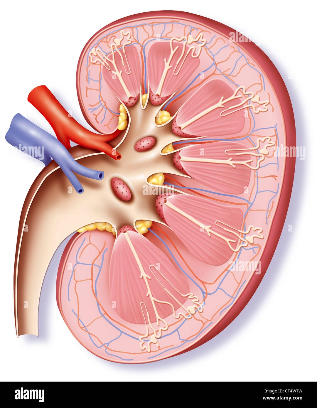 kidney drawing