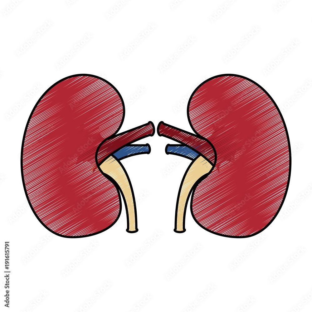 Kidney Medical Healthy Internal Human Organs Vector Illustration Drawing Design Stock Vector Adobe Stock
