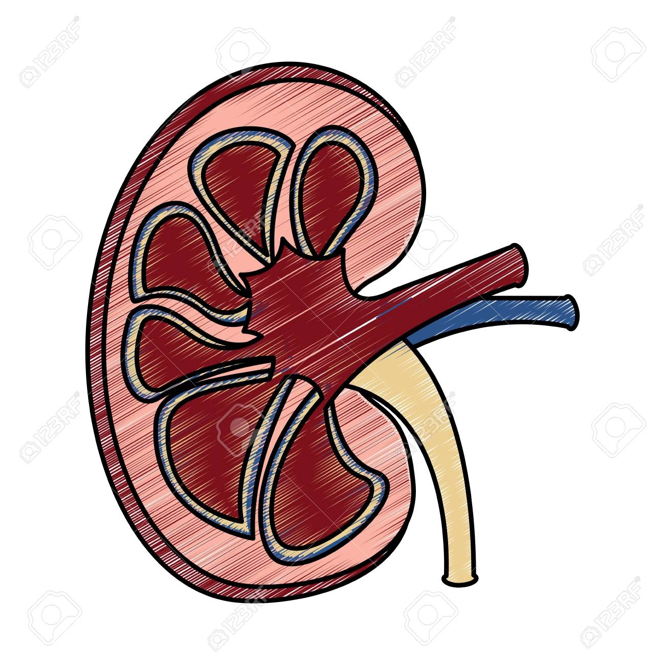 Kidney Section Artery And Vein Anatomy Human Vector Illustration Drawing Design Royalty Free SVG Cliparts Vectors And Stock Illustration Image 95143514 
