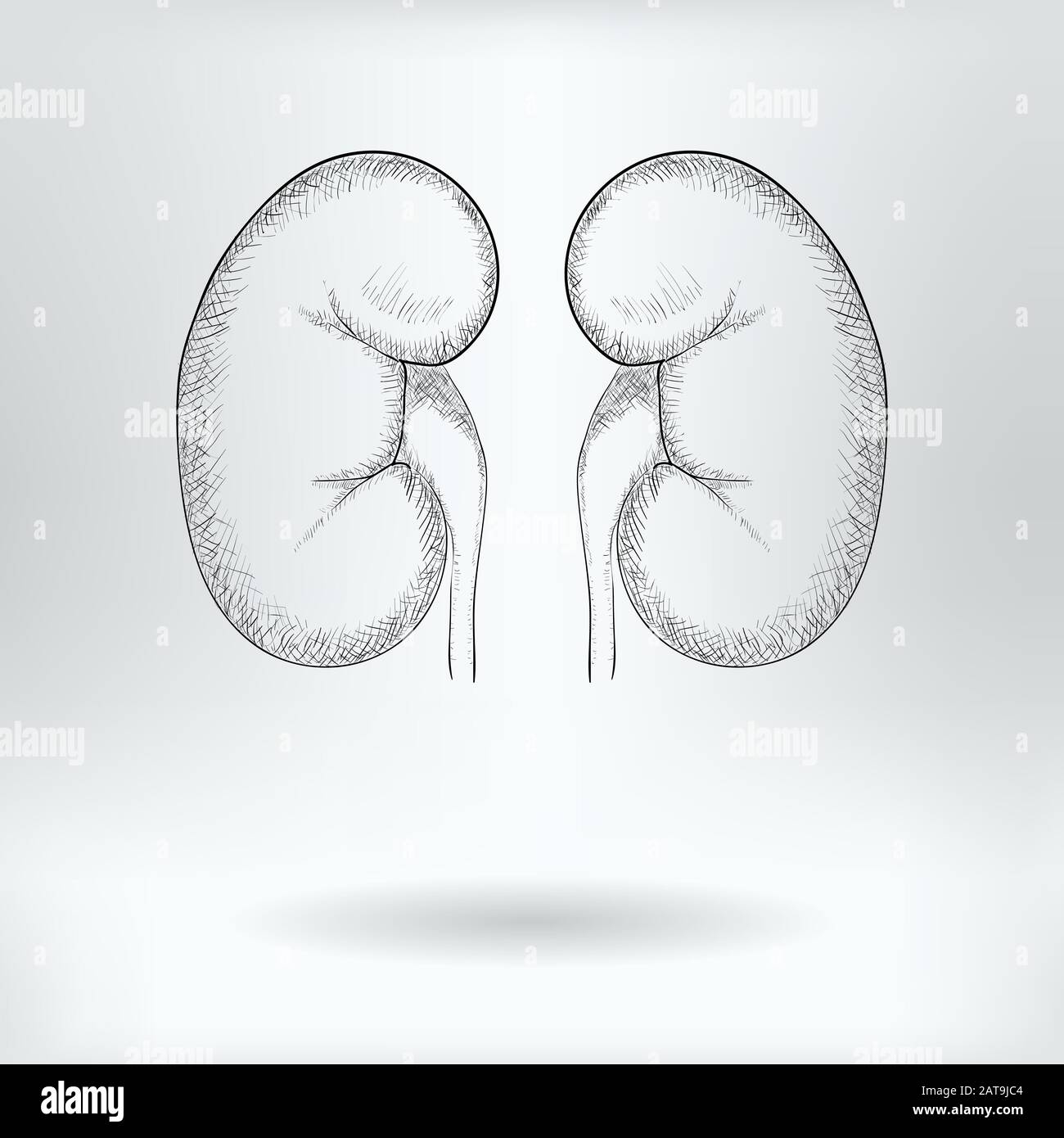 Kidneys Drawing Hi res Stock Photography And Images Alamy