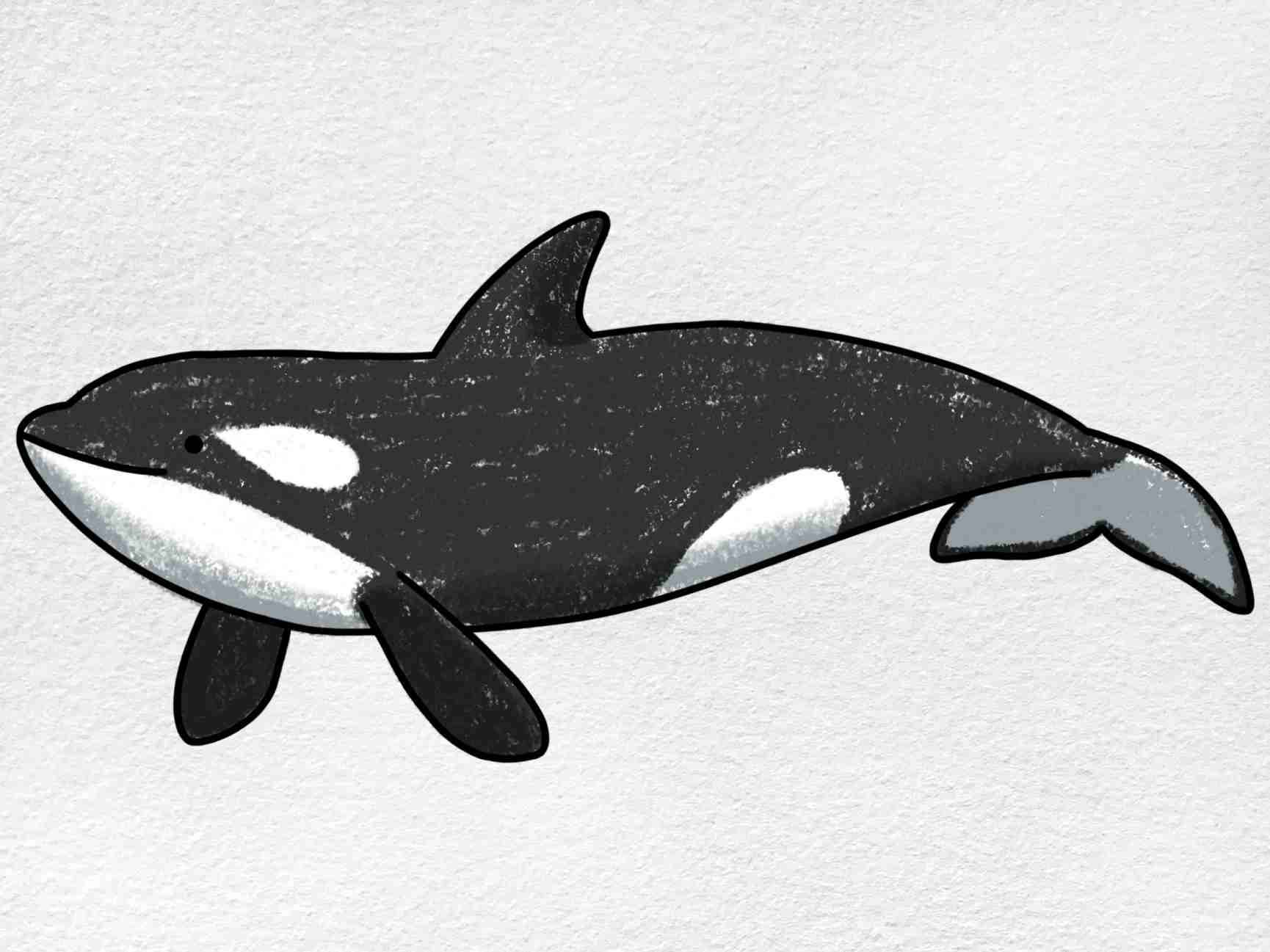 Killer Whale Drawing HelloArtsy