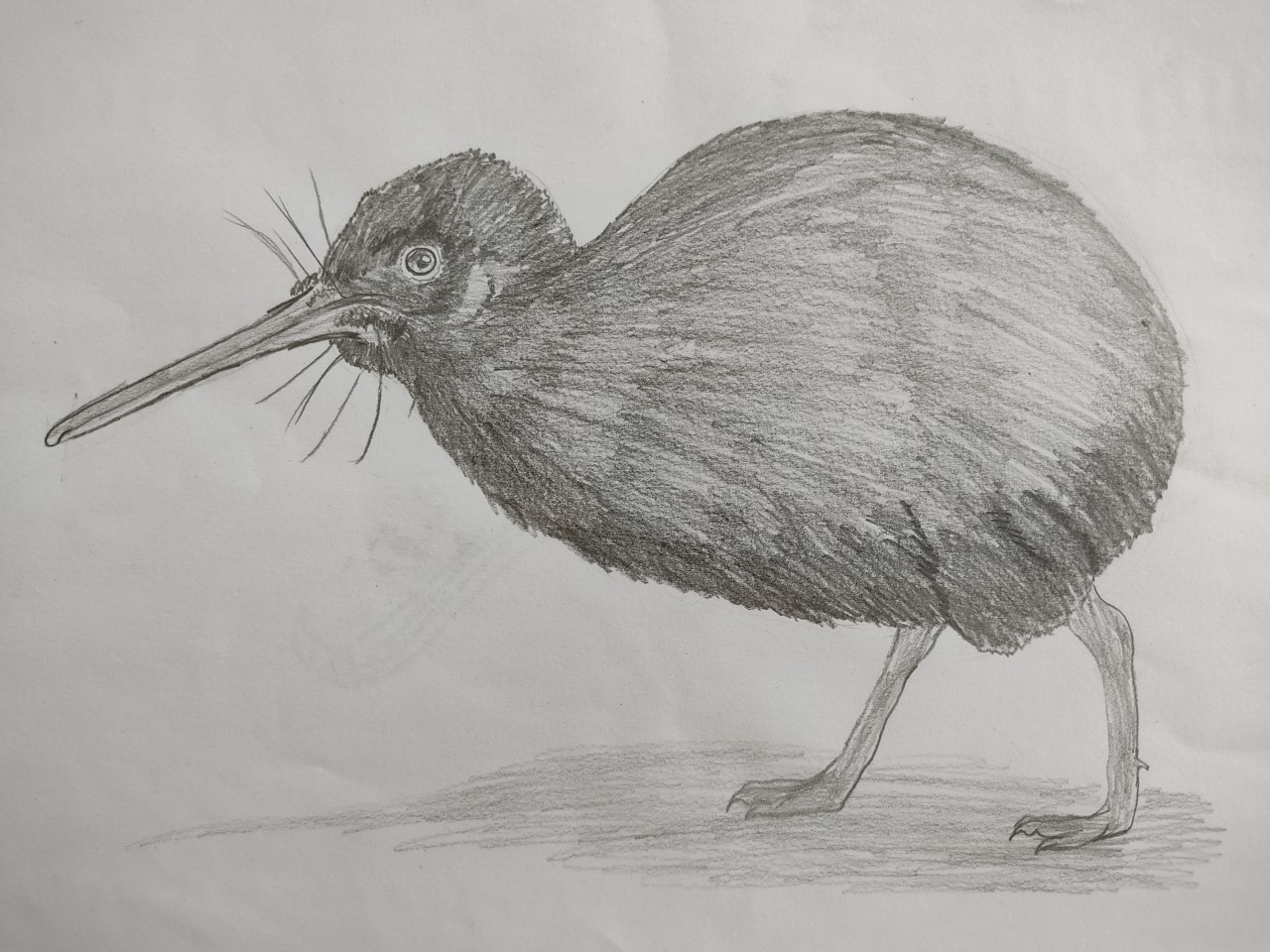 Kiwi Bird Drawing By Elijah McGrath 12yo From Nelson Kiwi Conservation Club