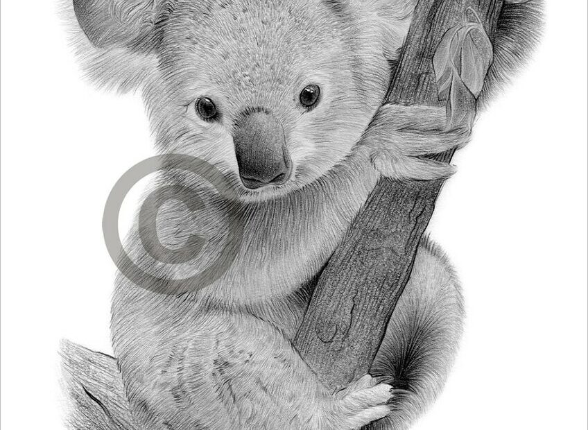 KOALA BEAR BABY Pencil Drawing Art Print A4 A3 Sizes Artwork By UK Artist