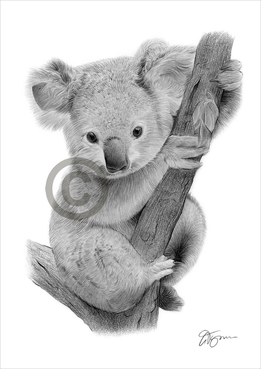 KOALA BEAR BABY Pencil Drawing Art Print A4 A3 Sizes Artwork By UK Artist