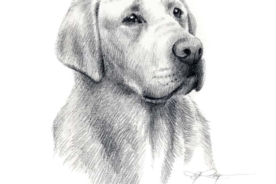 LABRADOR RETRIEVER Dog Pencil Drawing Art Print By Artist DJ Rogers Etsy