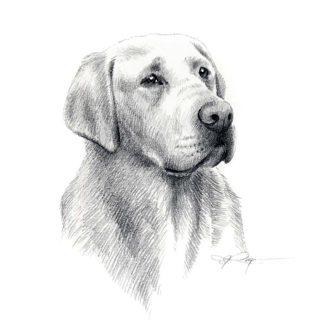 LABRADOR RETRIEVER Dog Pencil Drawing Art Print By Artist DJ Rogers Etsy