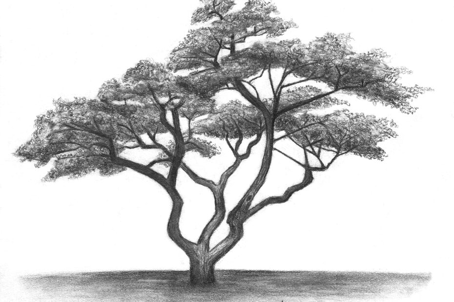 Landscapes U0026 Trees Dayton Art Institute