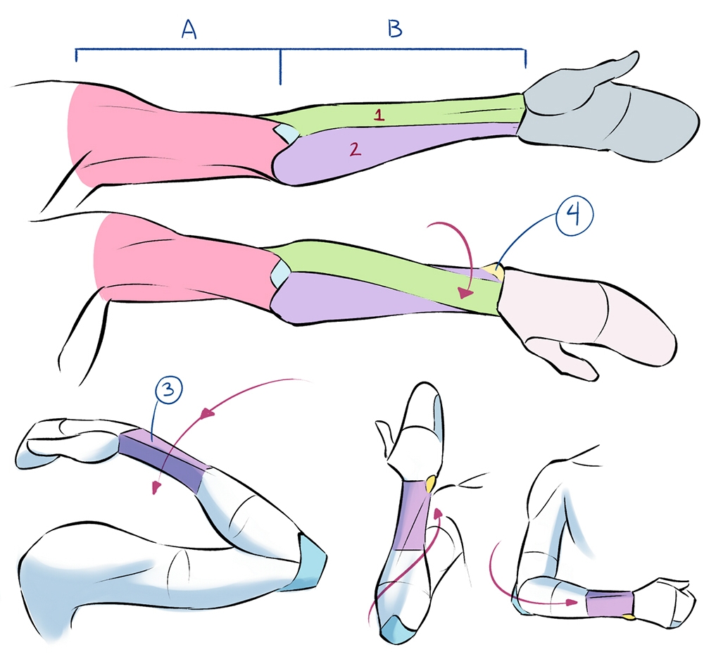 Learn Anatomy To Improve Drawing The Human Body Art Rocket