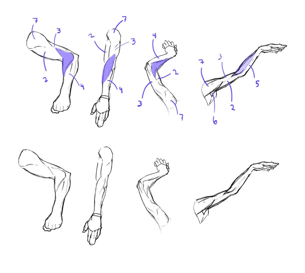arm drawing