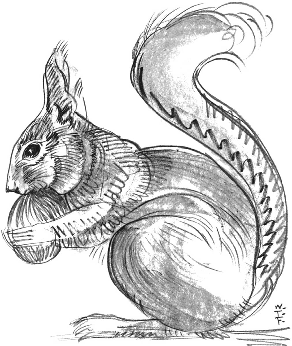 LEARNING TO SEE The Complete Beginner s Guide To Drawing Animals Book 