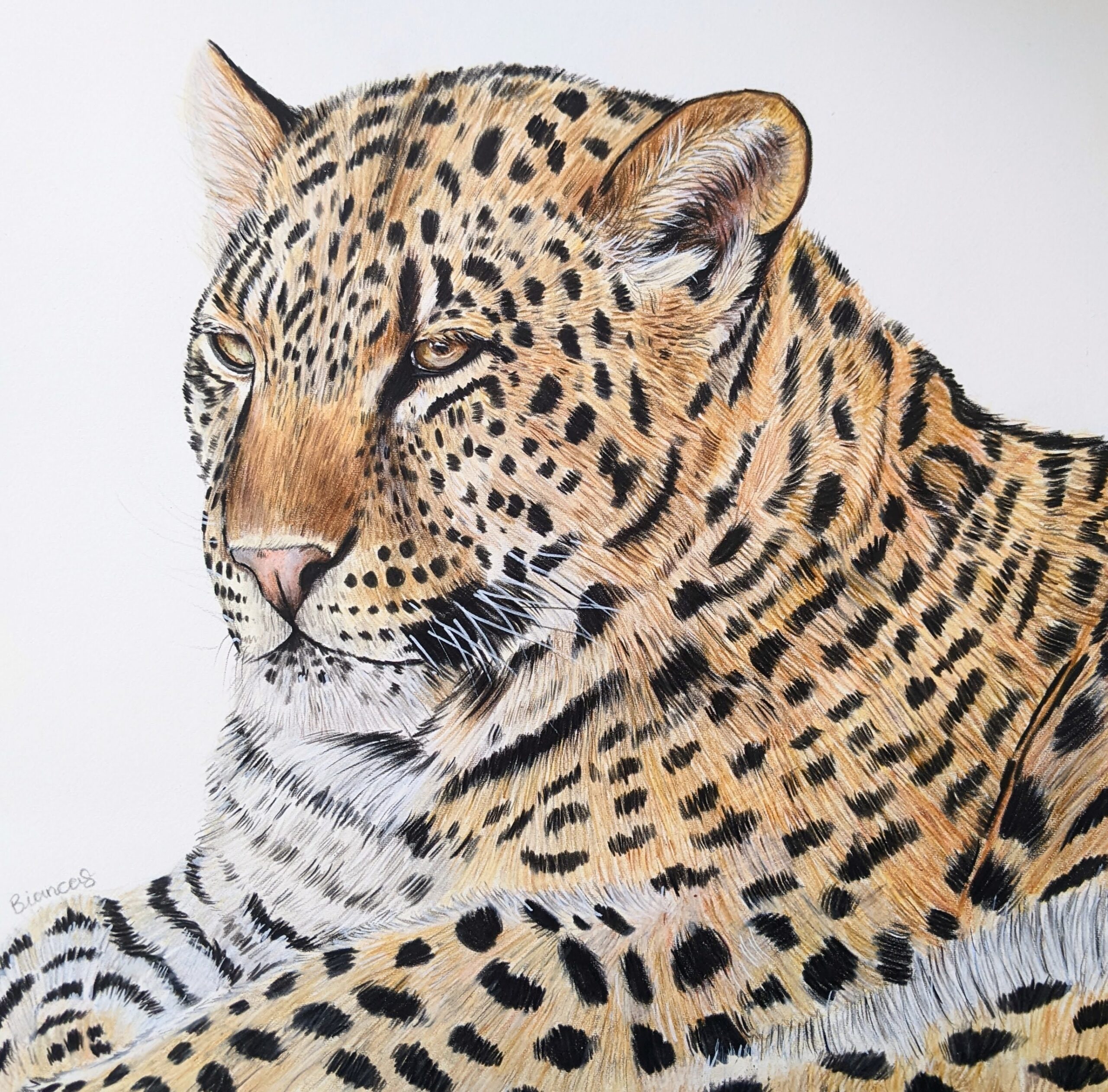 leopard drawing