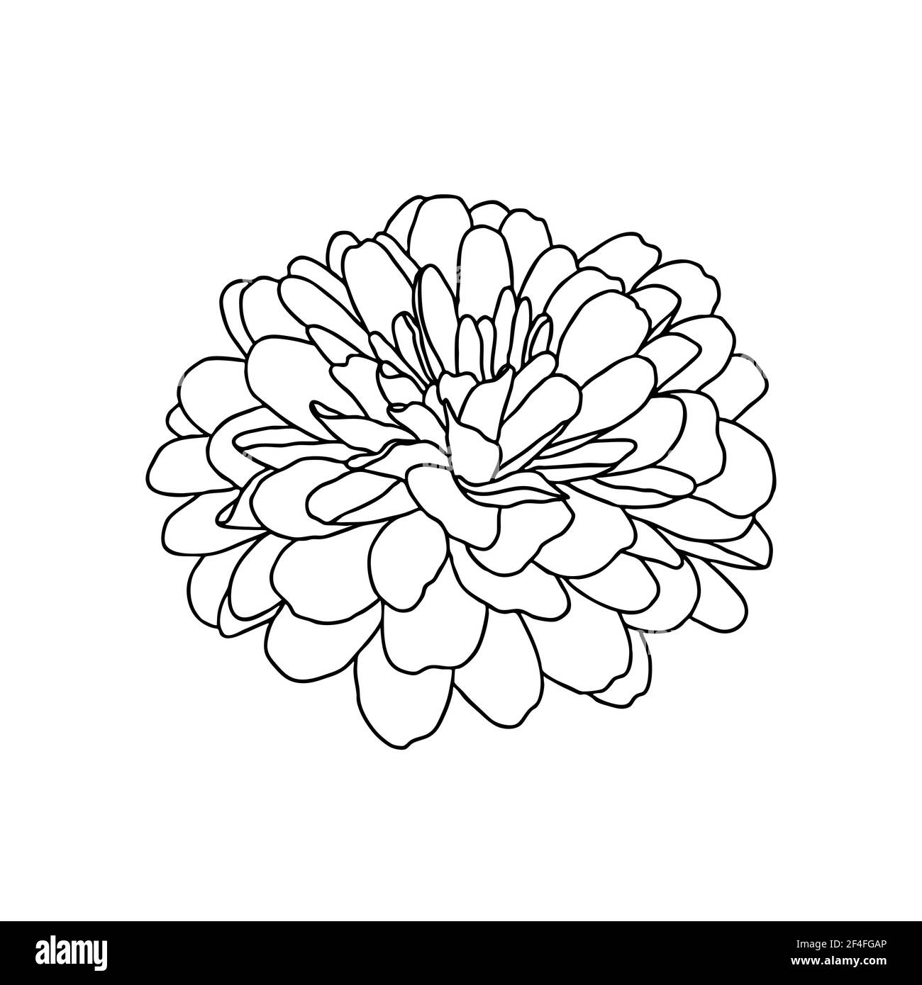 Line Drawing Of Chrysanthemum Flower Isolated On White Background 