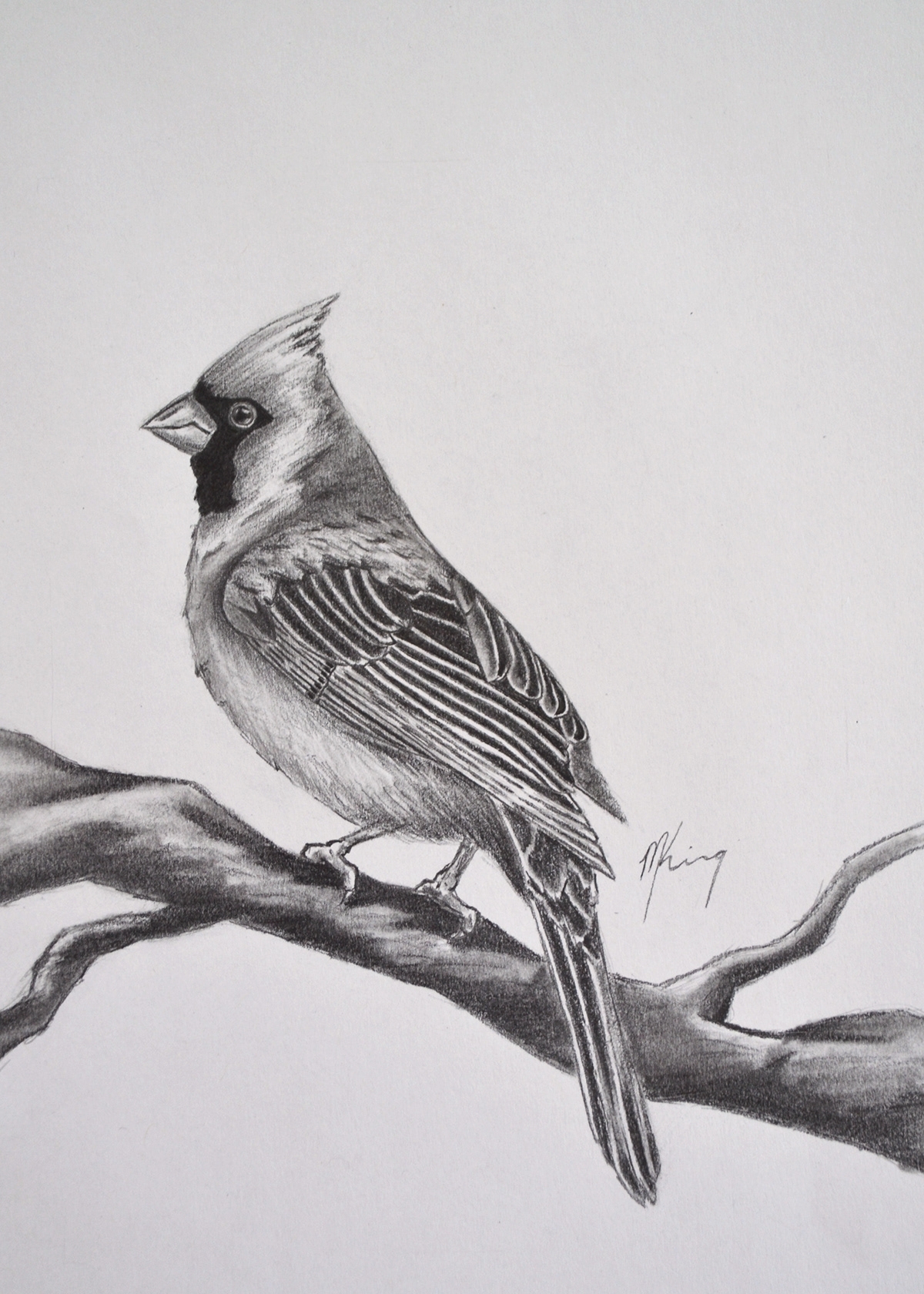 Male Cardinal Behance