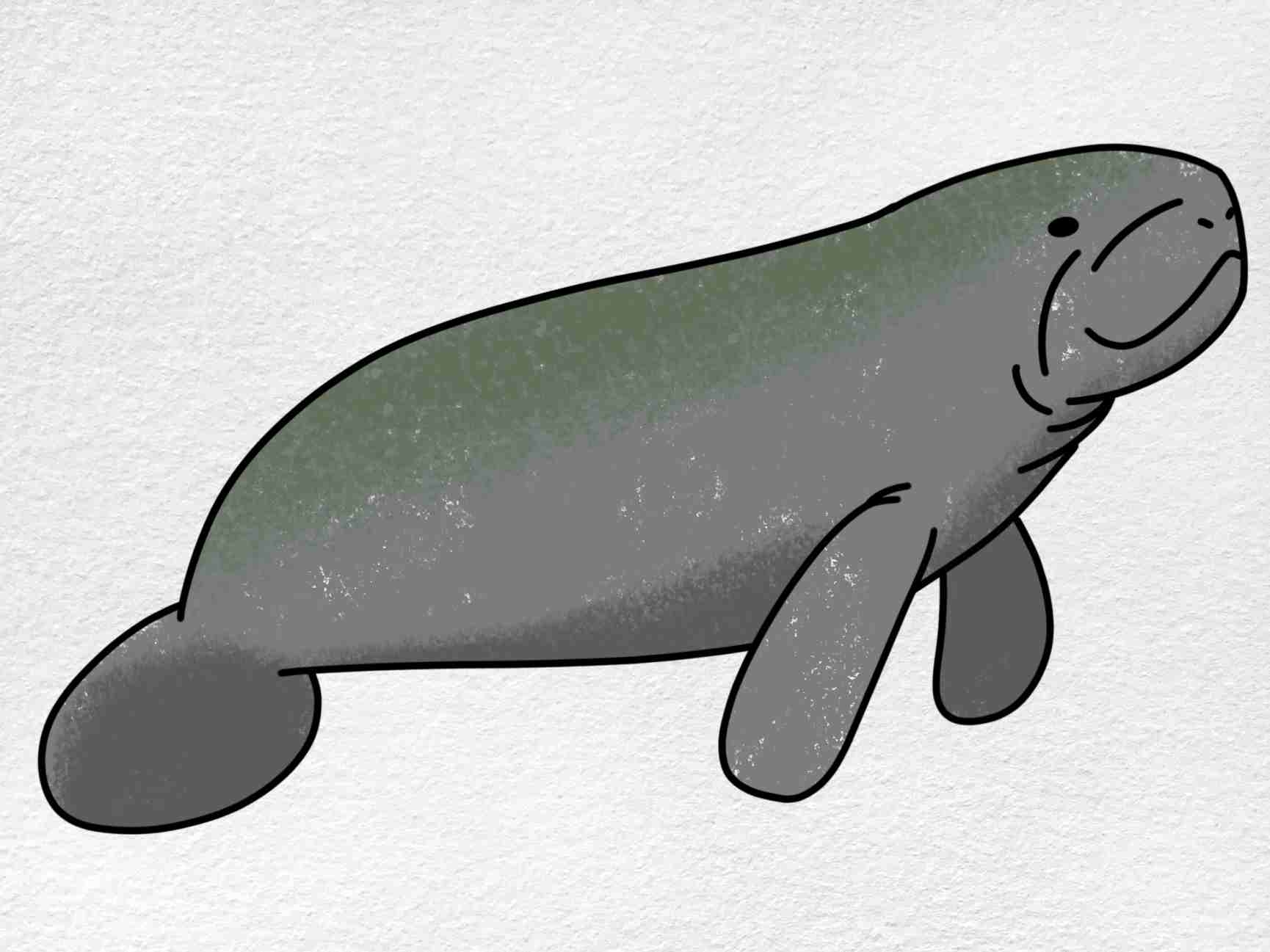 Manatee Drawing HelloArtsy