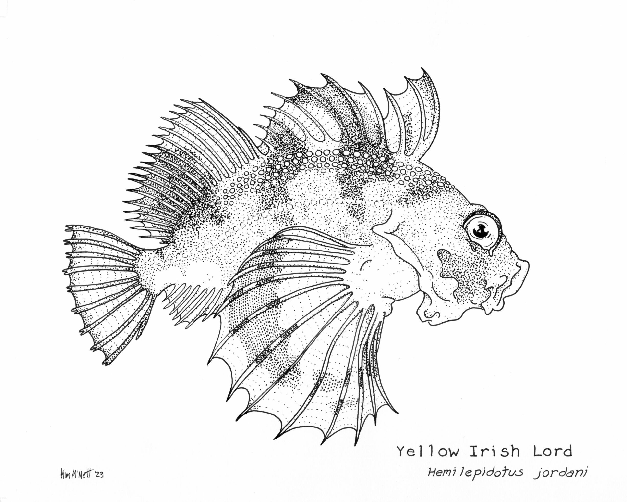 Marine And Aquatic Life Drawings