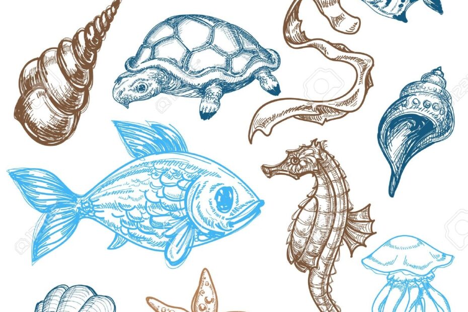 Marine Life Drawing Royalty Free SVG Cliparts Vectors And Stock Illustration Image 9056352