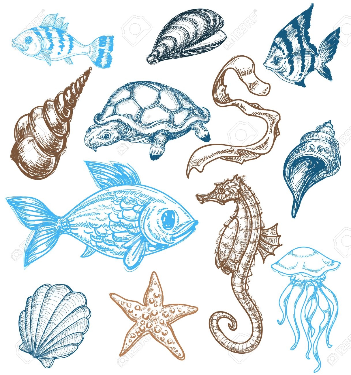 Marine Life Drawing Royalty Free SVG Cliparts Vectors And Stock Illustration Image 9056352 