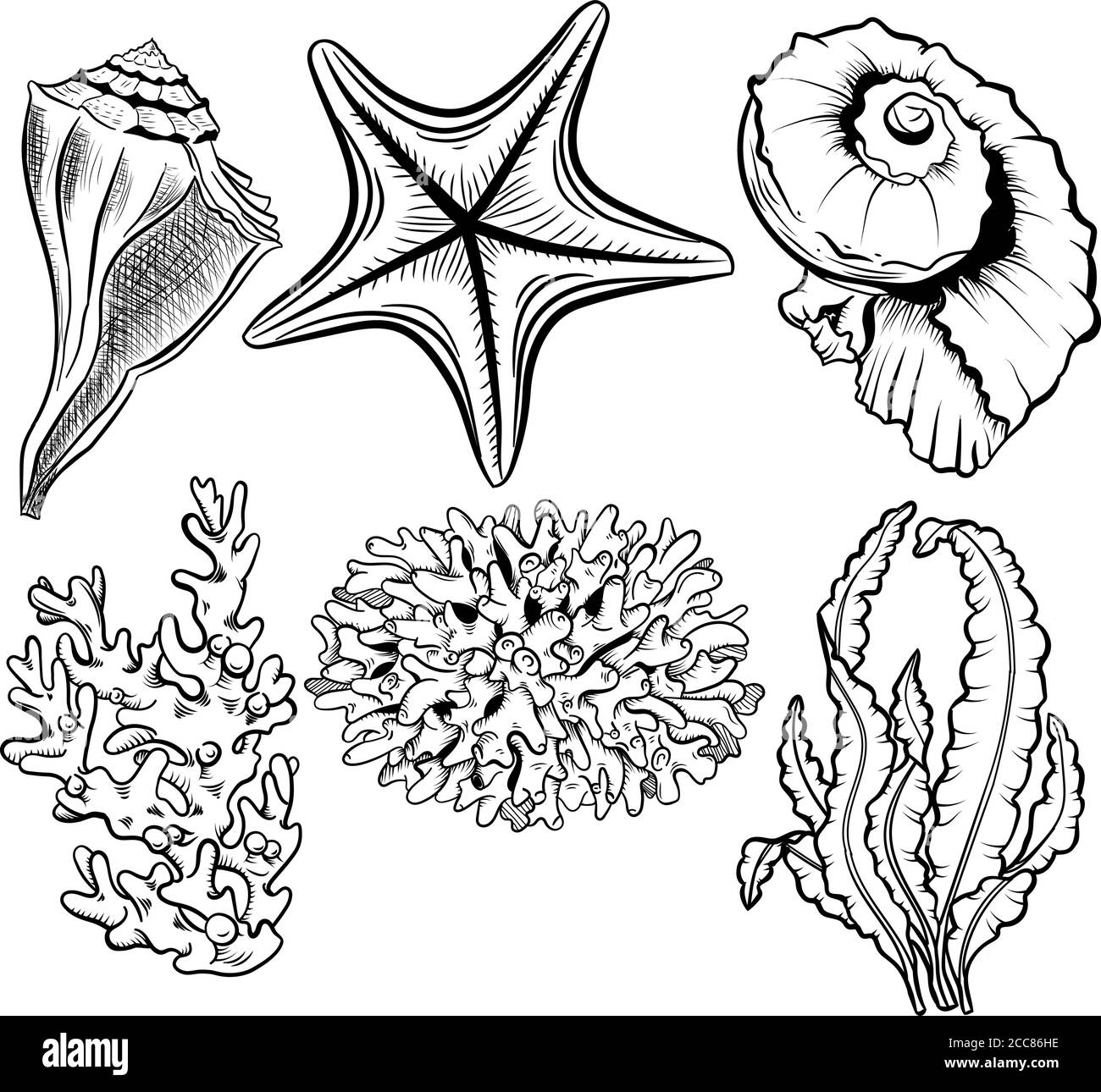 scientific marine drawing