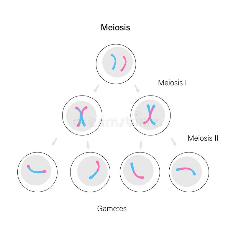 Meiosis Cell Division Stock Vector Illustration Of Development 191939988