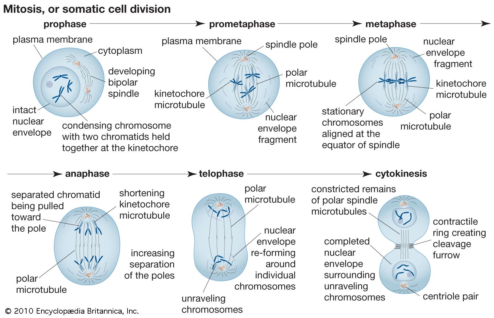 mitosis drawing