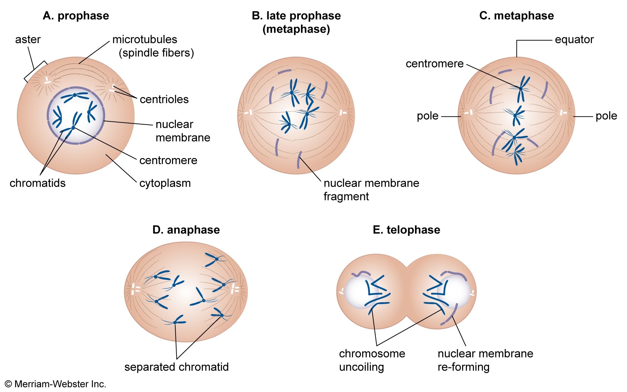 Mitosis Definition Stages Diagram U0026 Facts Britannica