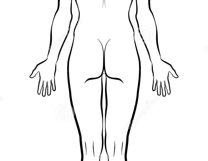 Model Of The Human Body From Behind Outline Variant Stock Vector