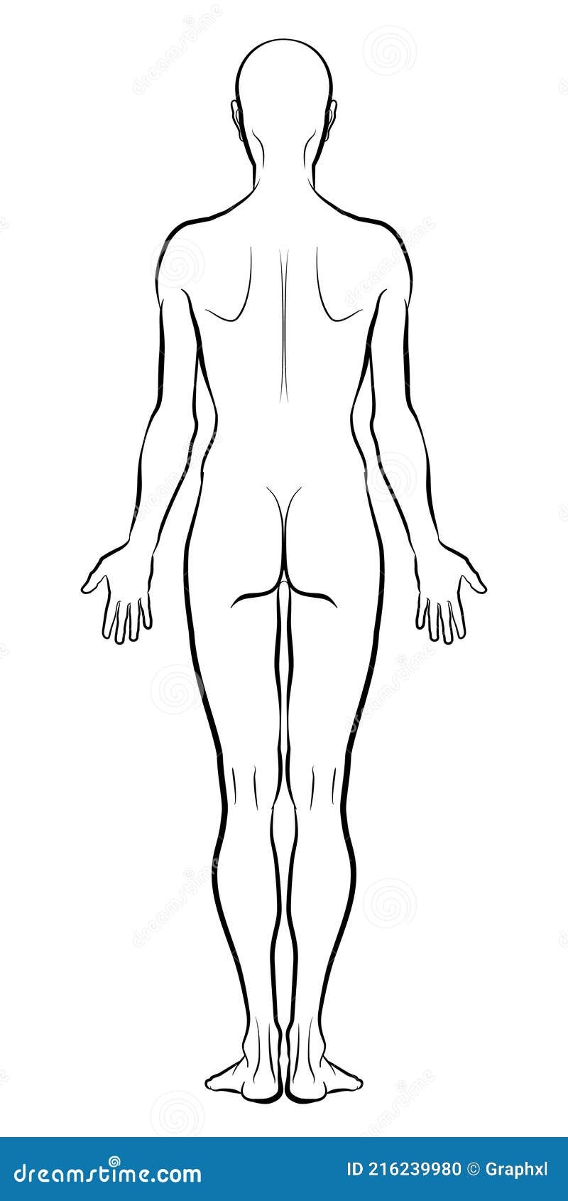 Model Of The Human Body From Behind Outline Variant Stock Vector 