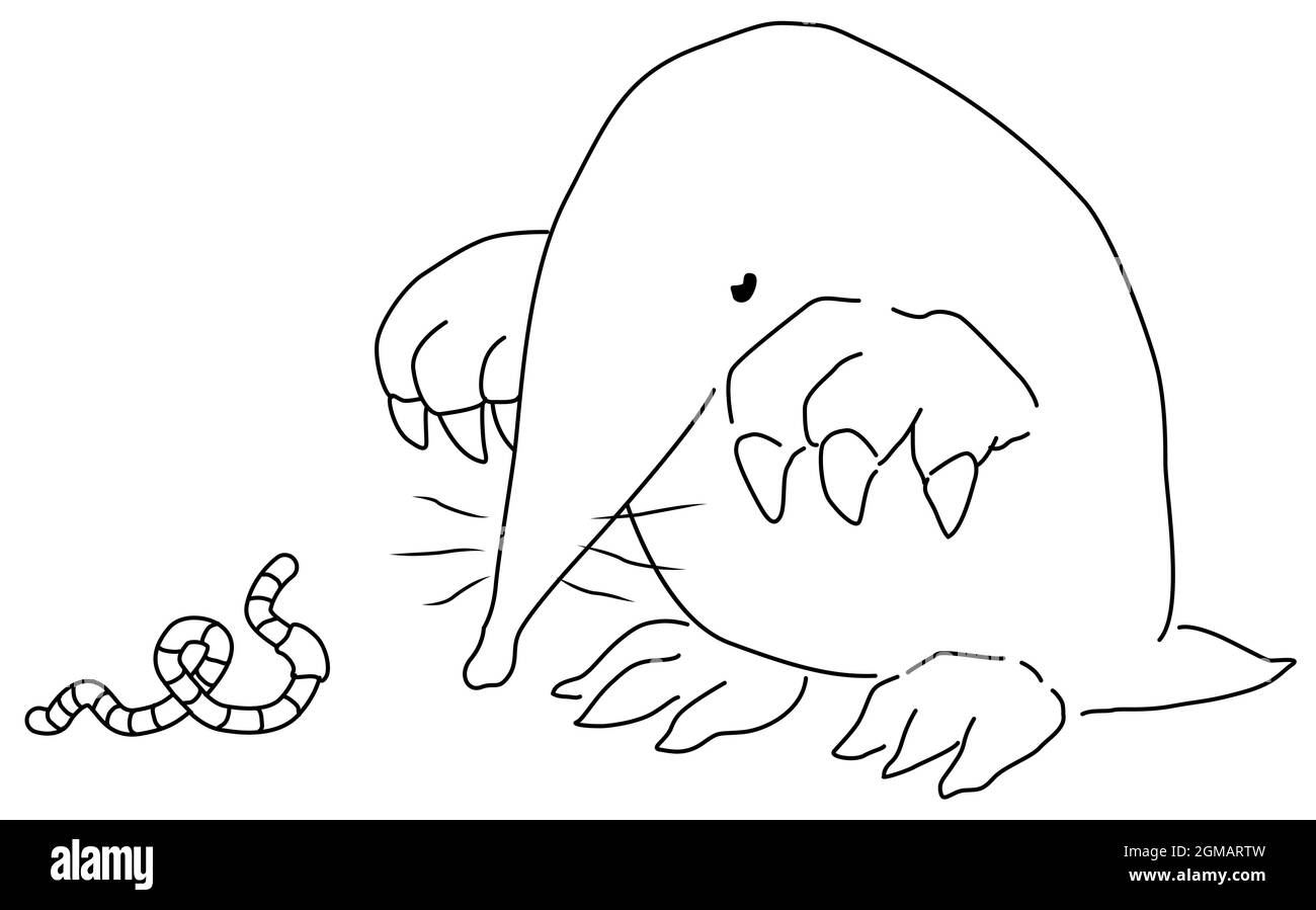 Mole Drawing Stock Vector Images Alamy