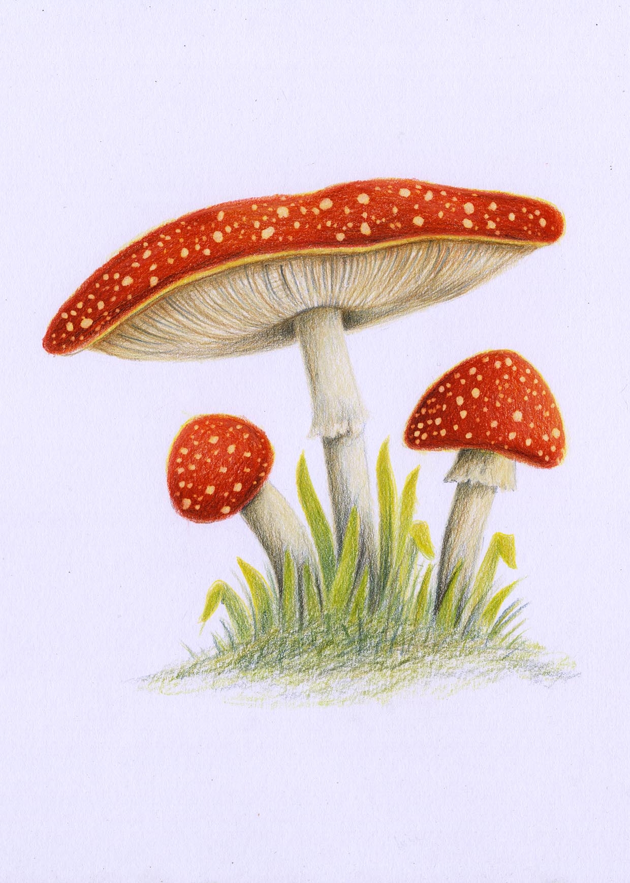 mushrooms to draw