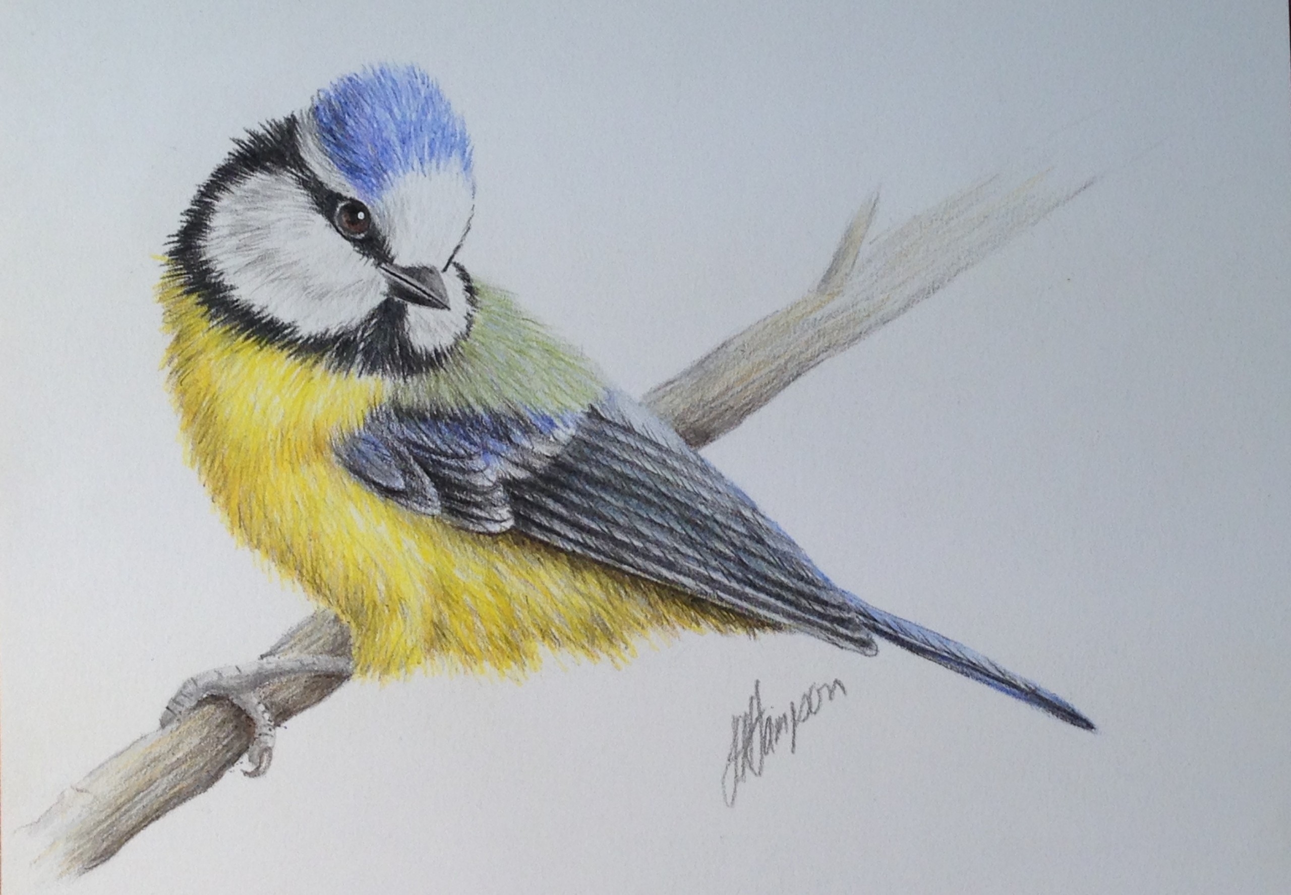 NATURAL HISTORY U0026 BOTANICAL COLOURED PENCIL DRAWING DEVON SONGBIRDS BUNDLE ONLINE COURSE
