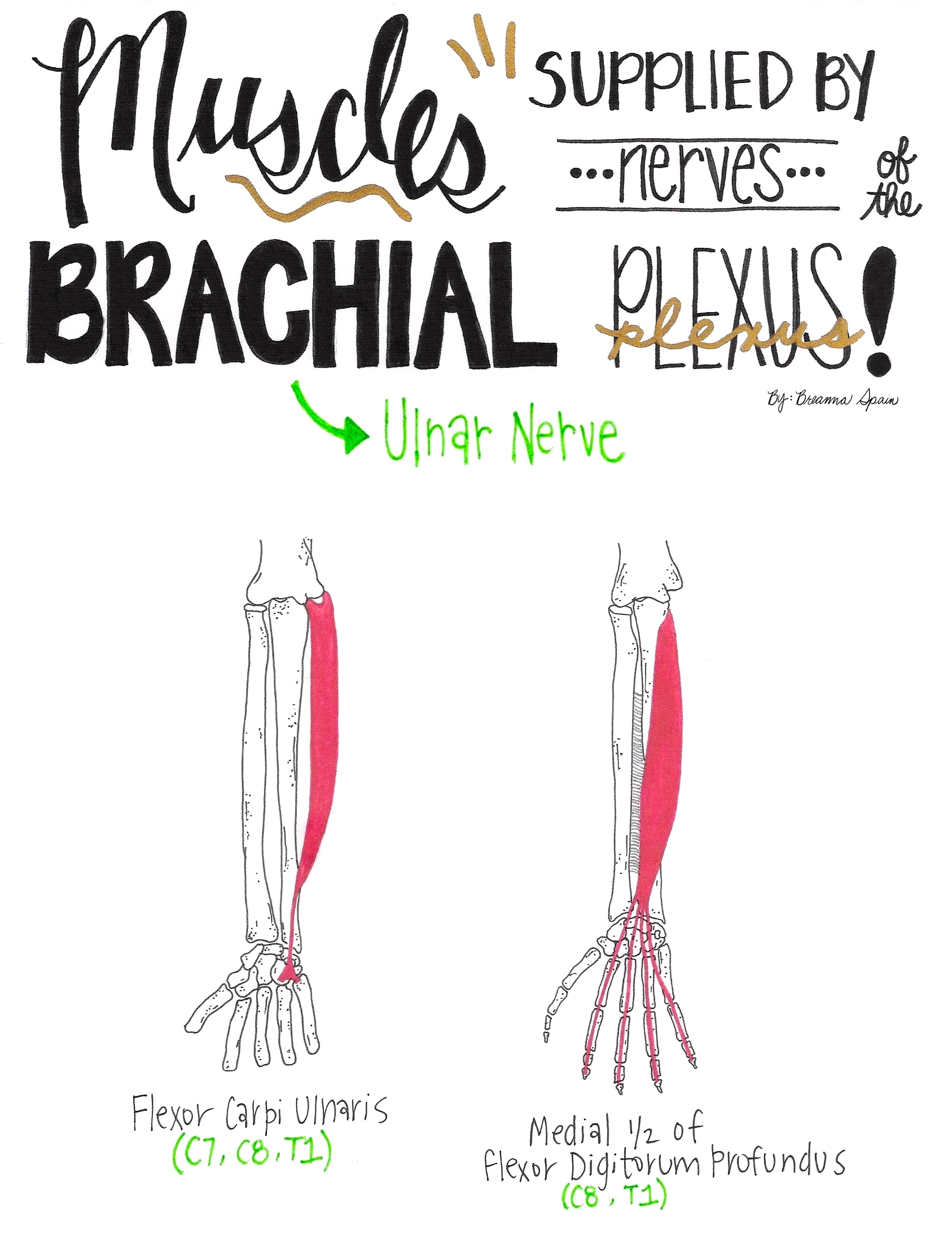 Nerve Drawings The Brachial Plexus And Its Course Through The 