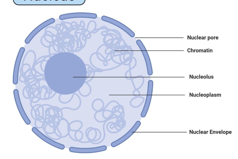 Nucleus Definition Structure Parts Functions Diagram