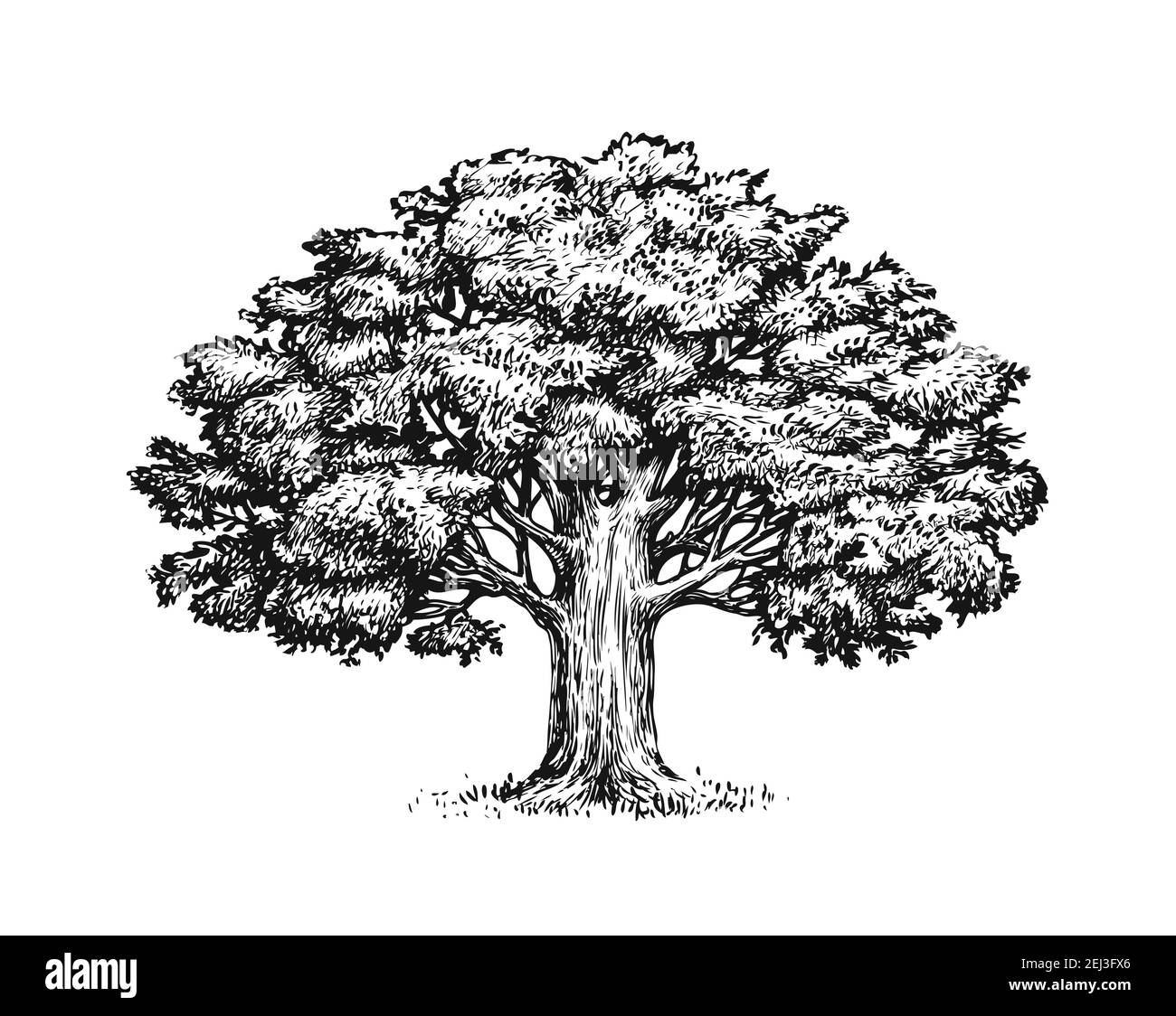oak tree drawing
