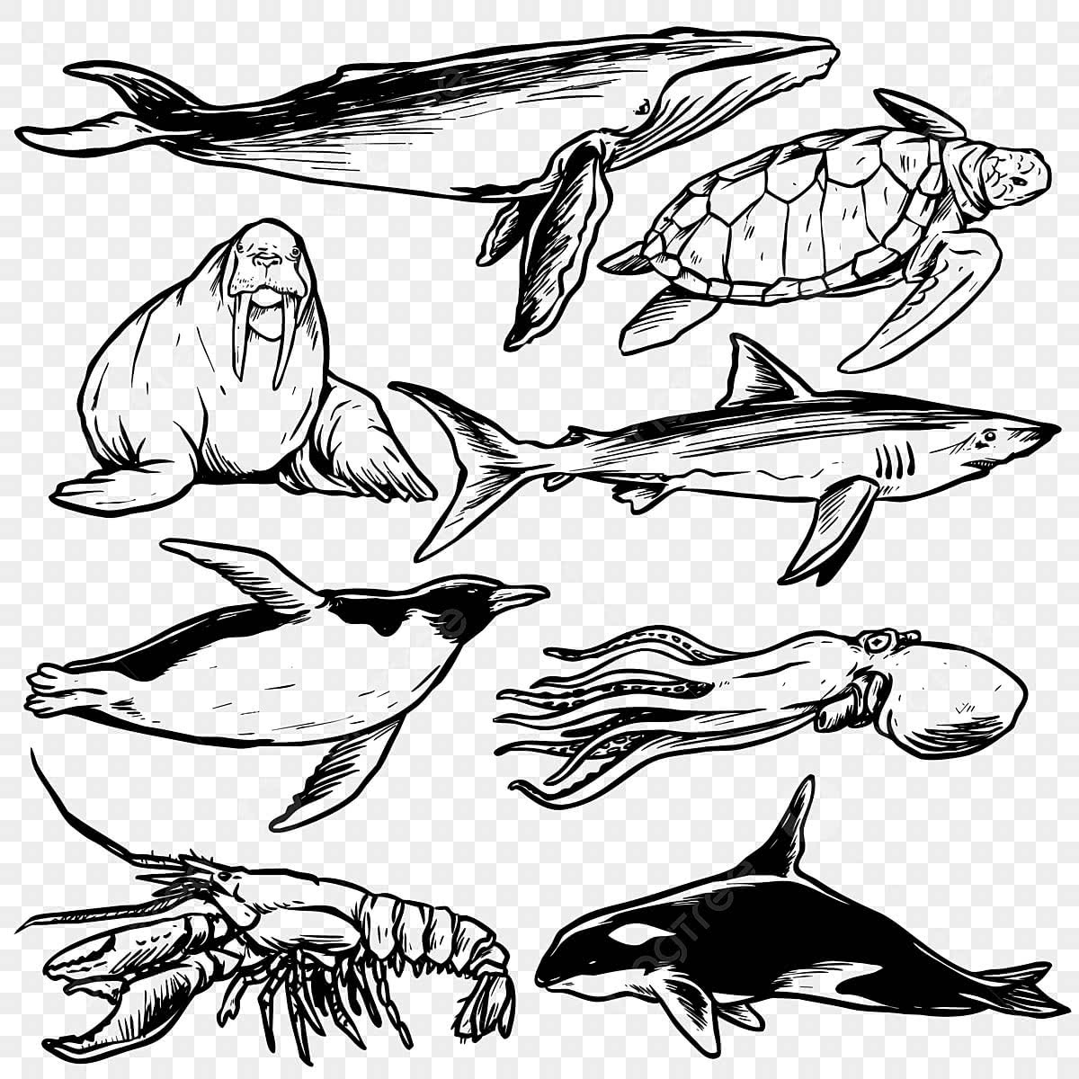 Ocean Animals Drawing PNG Transparent Images Free Download Vector Files Pngtree