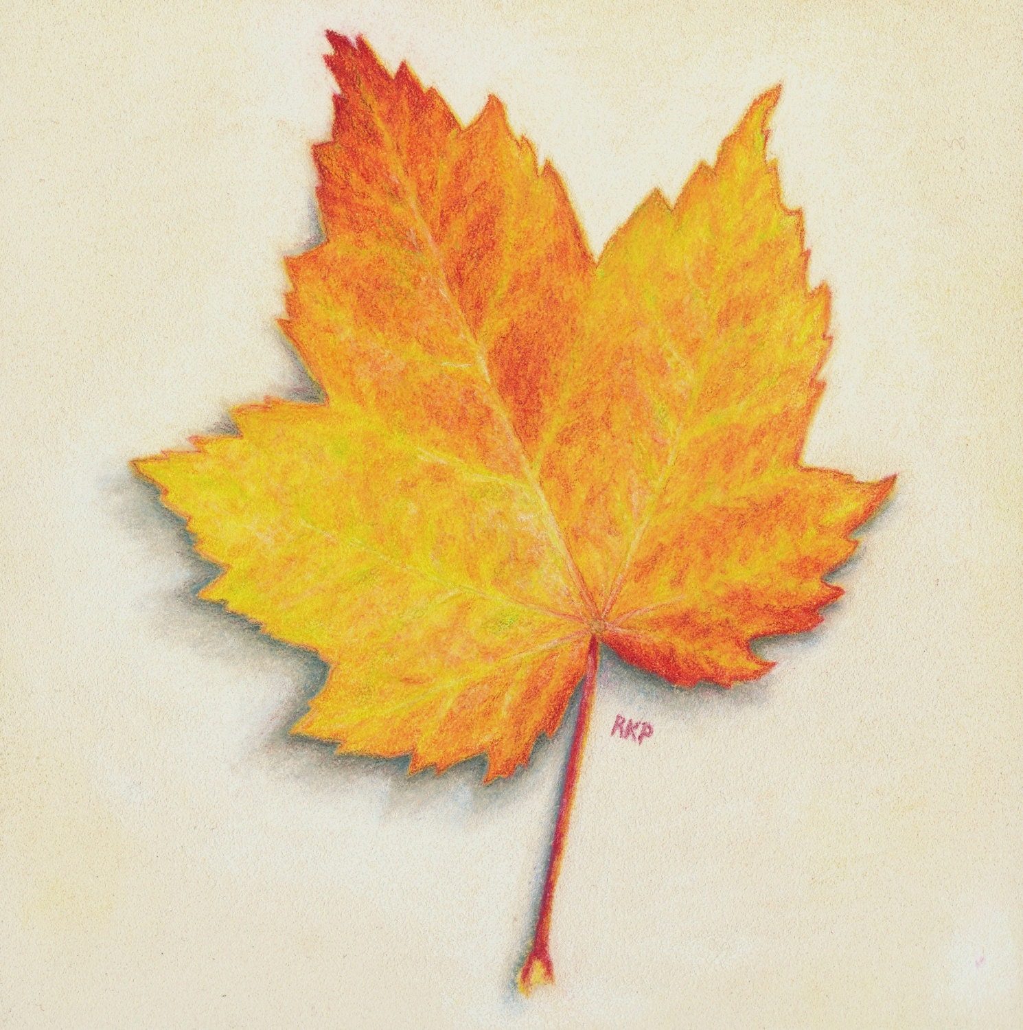 maple leaf drawing