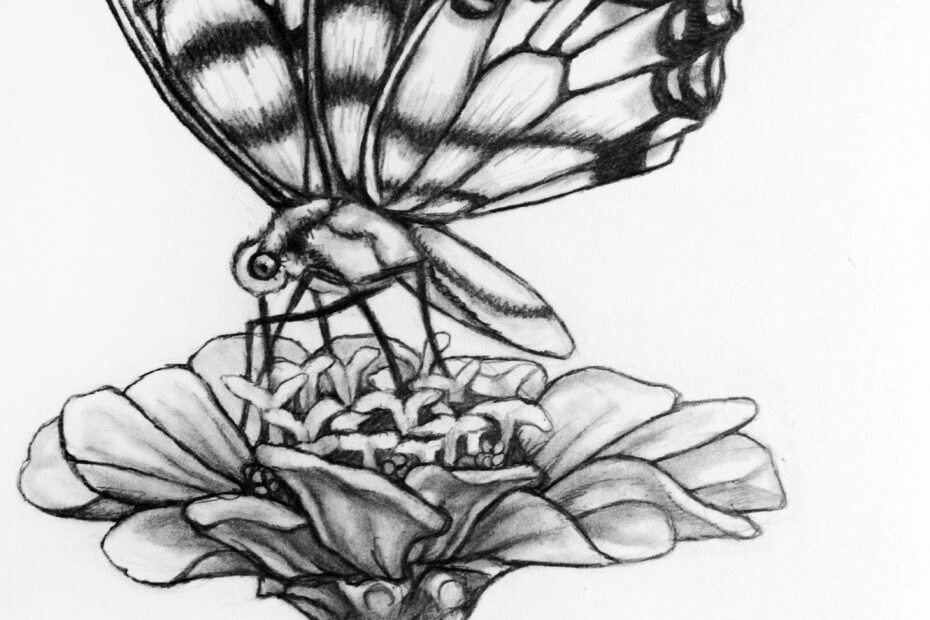 Original Butterfly Flower Pencil Drawing 71 Butterfly Etsy