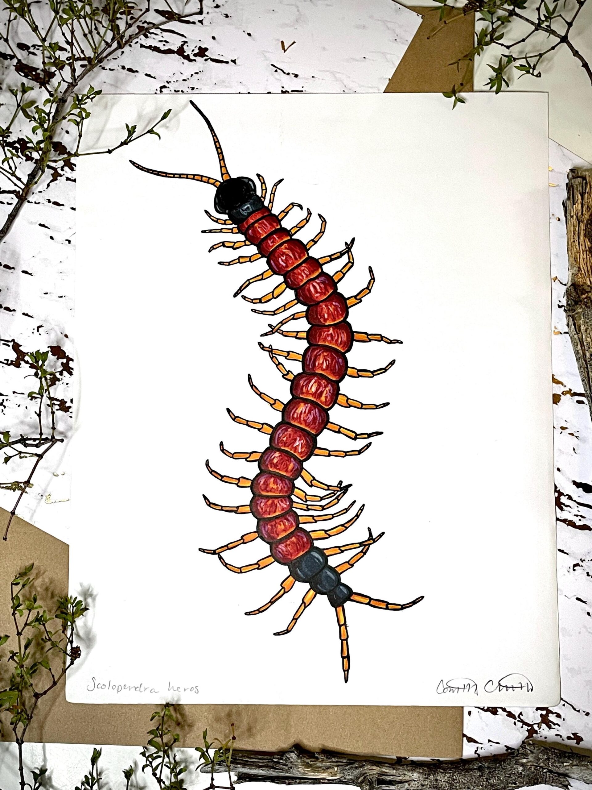 Original Centipede Drawing Etsy Israel