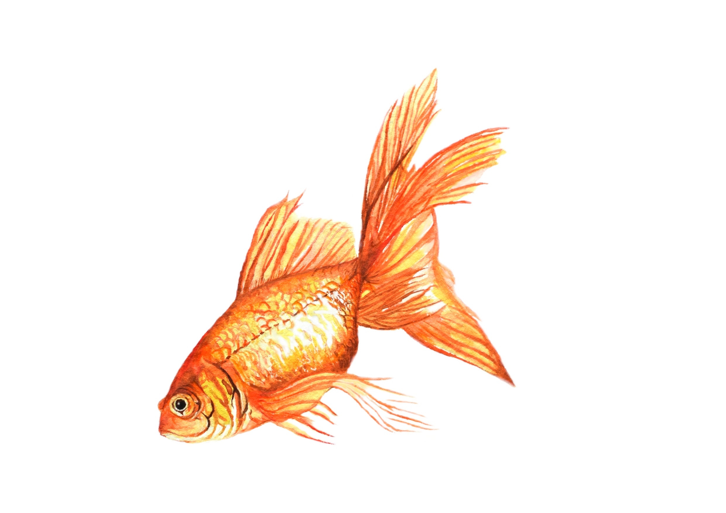 goldfish drawing