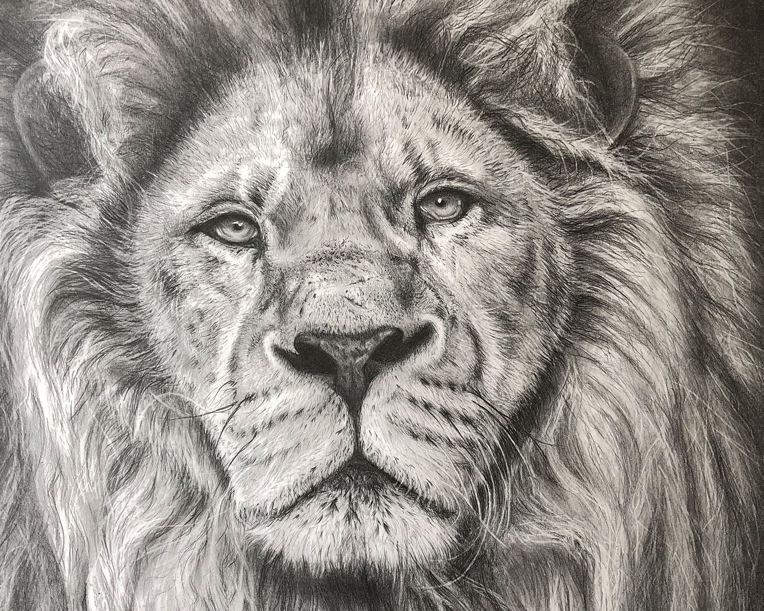 drawings of lions