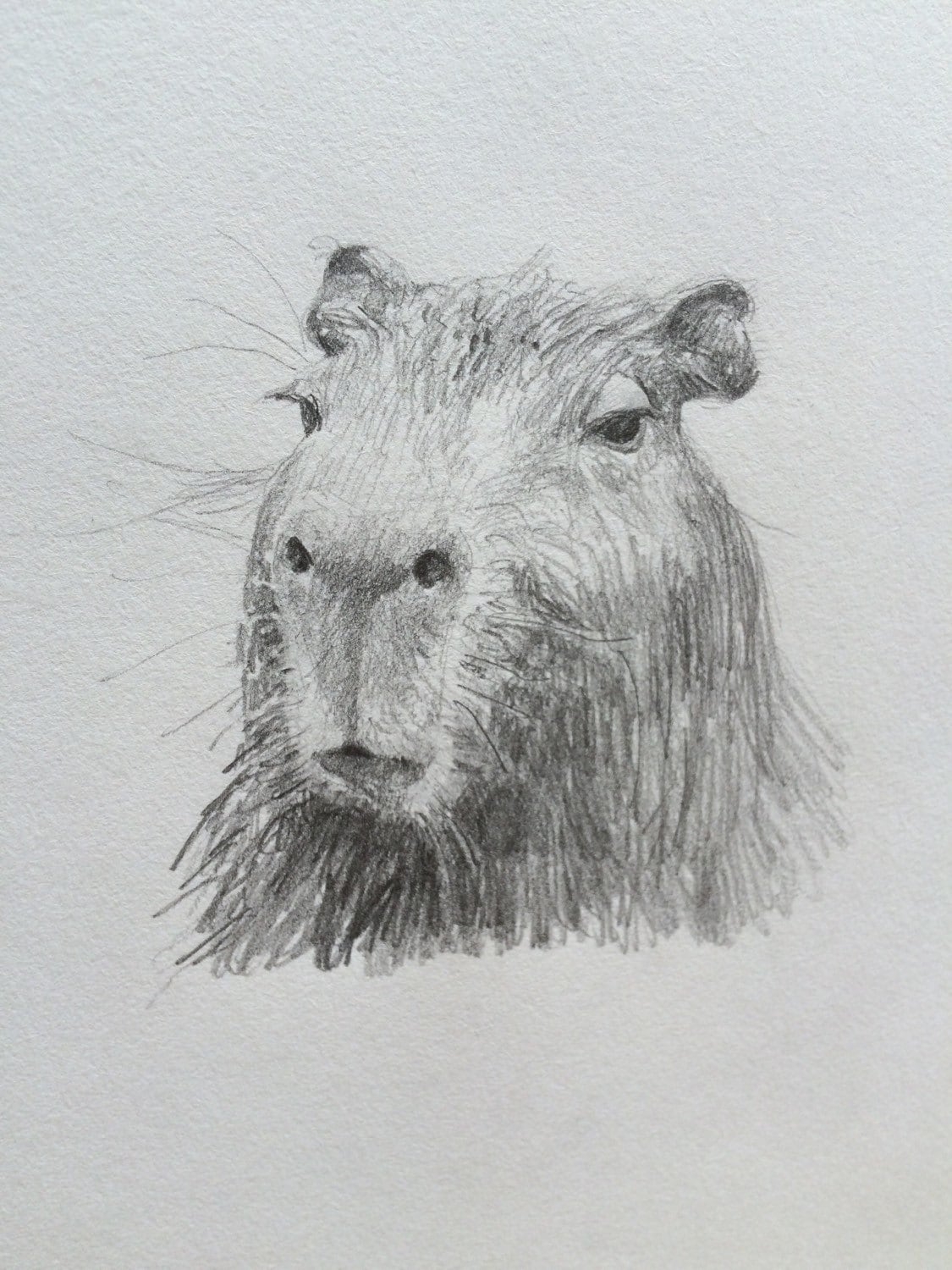 capybara drawing