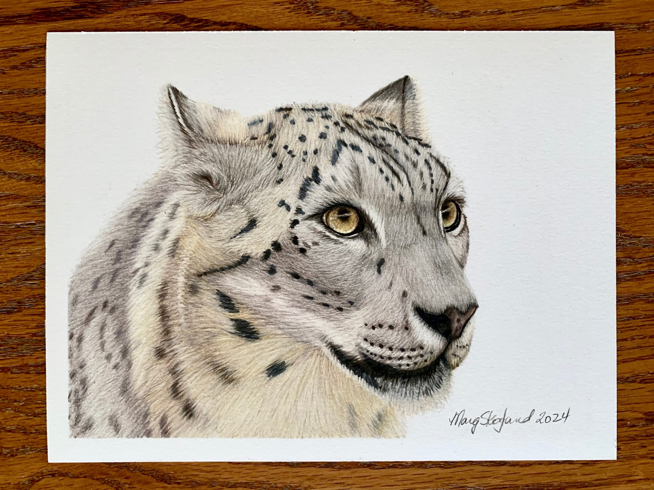Original Snow Leopard Portrait Coloured Pencil Drawing On Paper 6x8 Inch Wall Decor Etsy