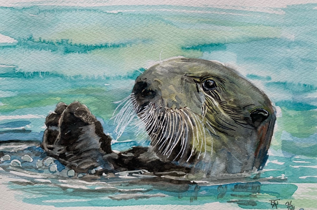 Otter Drawings Sketch A Day